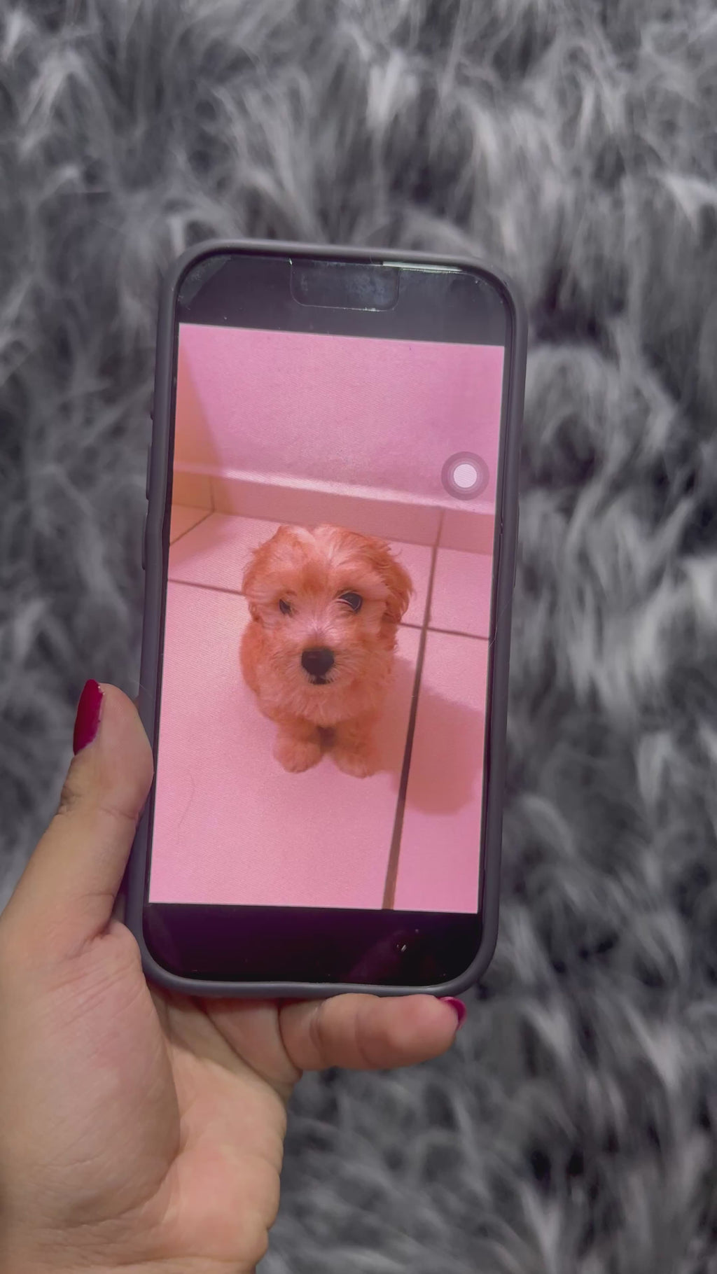 Figura 3D personalizada de tu mascota a partir de fotografias